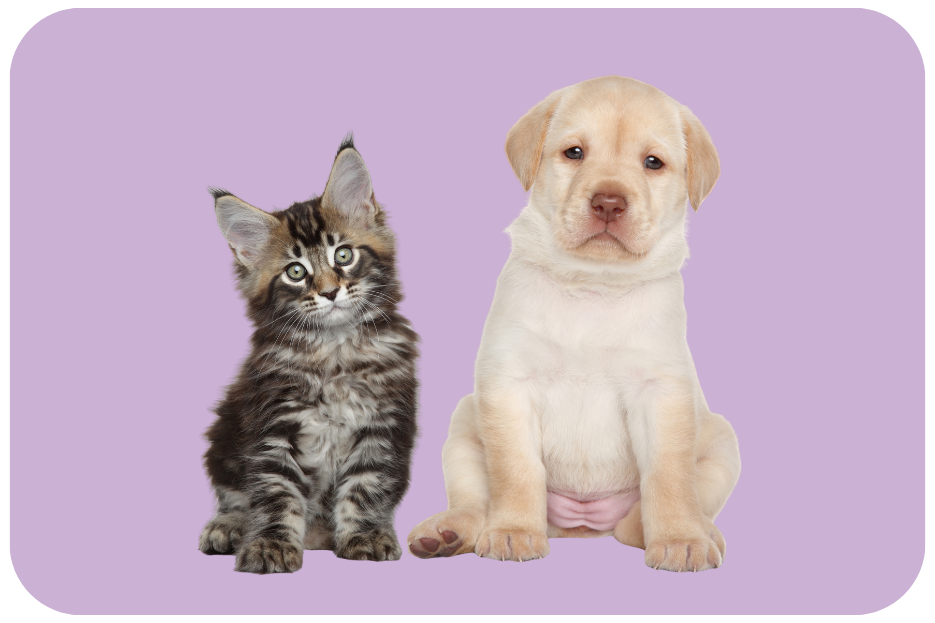 THE PETS CORNER : BIEN PLUS QU'UNE BOUTIQUE 