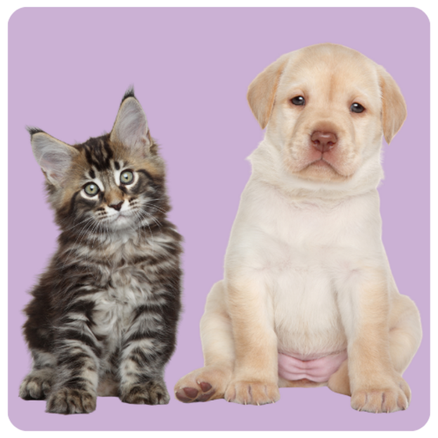 THE PETS CORNER : BIEN PLUS QU'UNE BOUTIQUE 