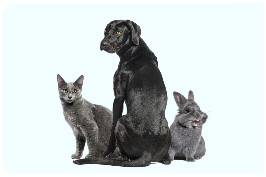 <center>BIENVENUE DANS MON UNIVERS : MOI C'EST B�R�NICE</center>